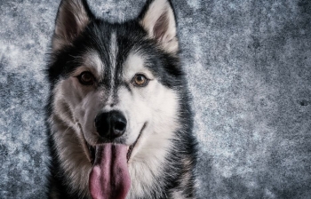 Kolika je sličnost između psa i vuka?