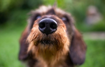Miris i boja prirodne hrane za pse