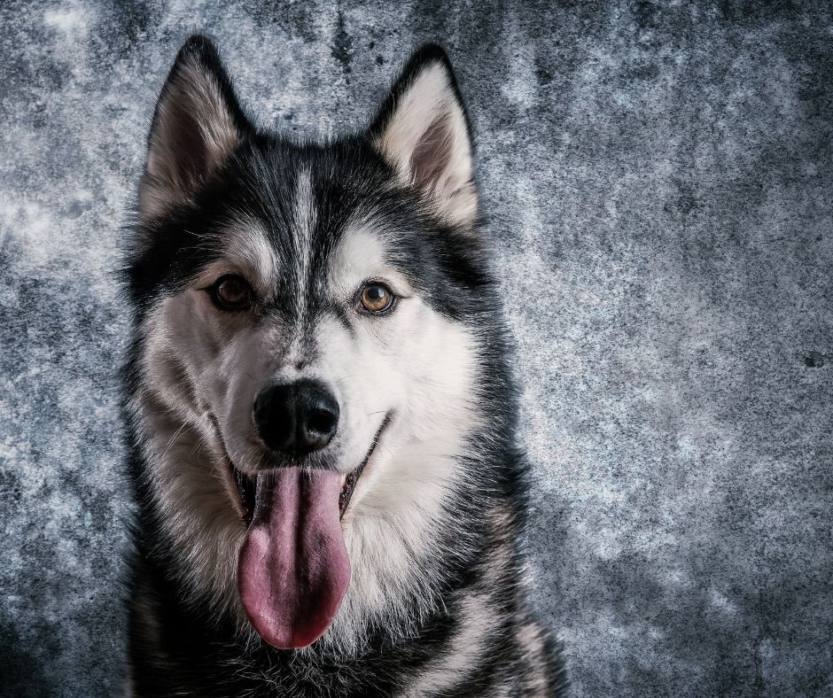 Kolika je sličnost između psa i vuka?