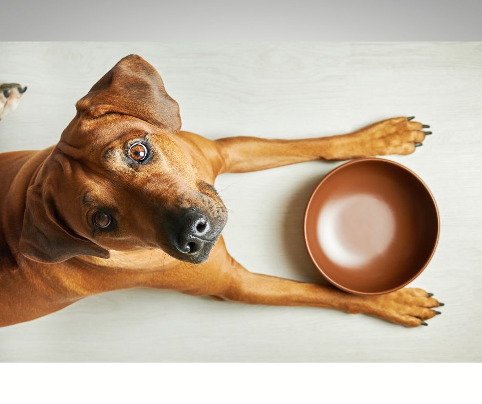 Prehrana pasa koji imaju poremećen rad jetre