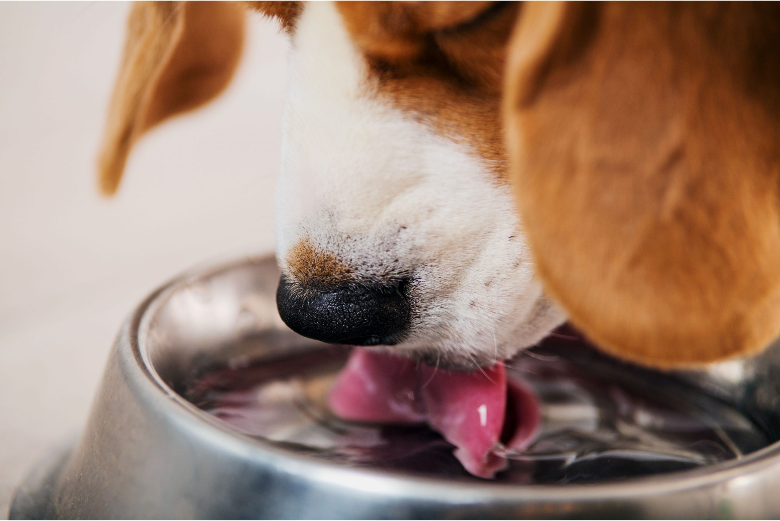 Voda je najvažnija tvar u prehrani psa.