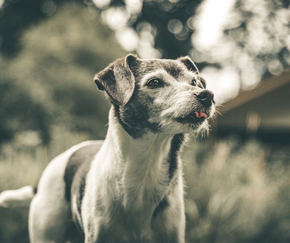Gastritis kod pasa. Zašto je sirova hrana pravi izbor za pse koji imaju gastritis?